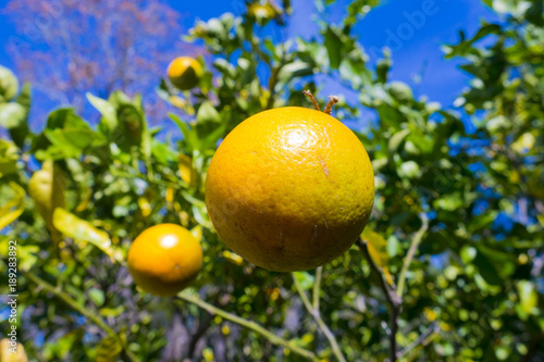 Florida Oranges