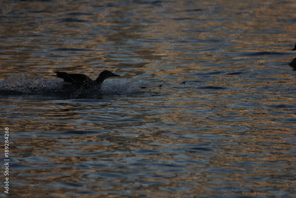 Fototapeta premium Landing
