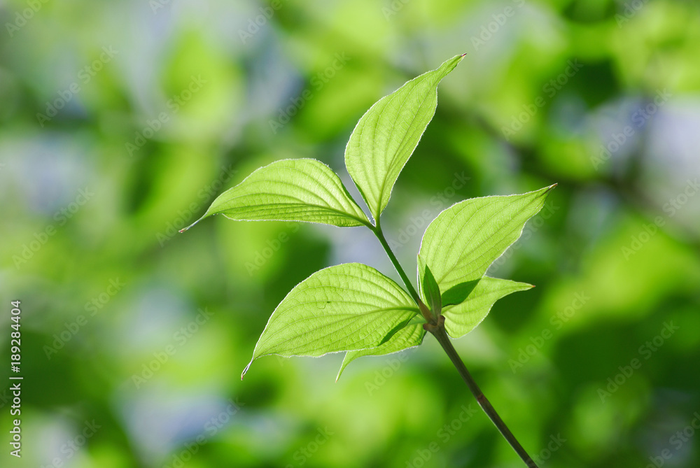 Fresh growing green tree leaves in spring Fresh growing green tree leaves in spring