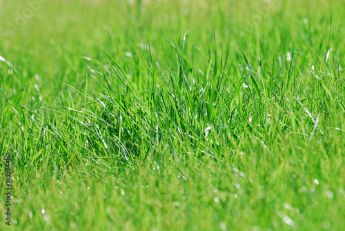 Close up on green grass in spring as nature background