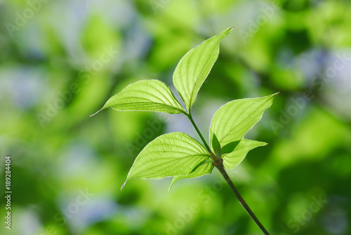 Fresh growing green tree leaves in spring