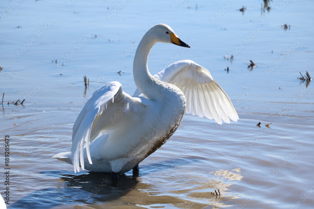 Fototapeta premium 白鳥