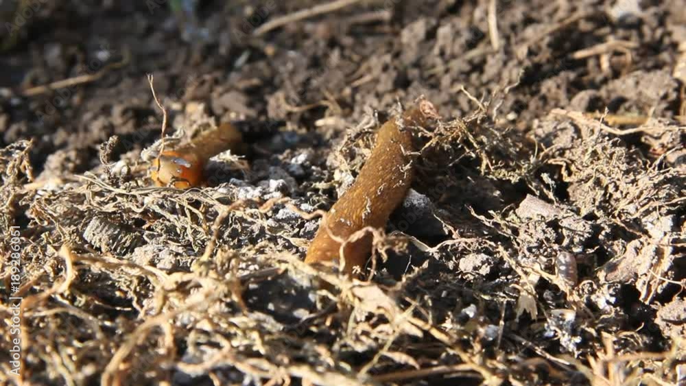 A slug slowly crawling on the ground A slug slowly crawling on the ground