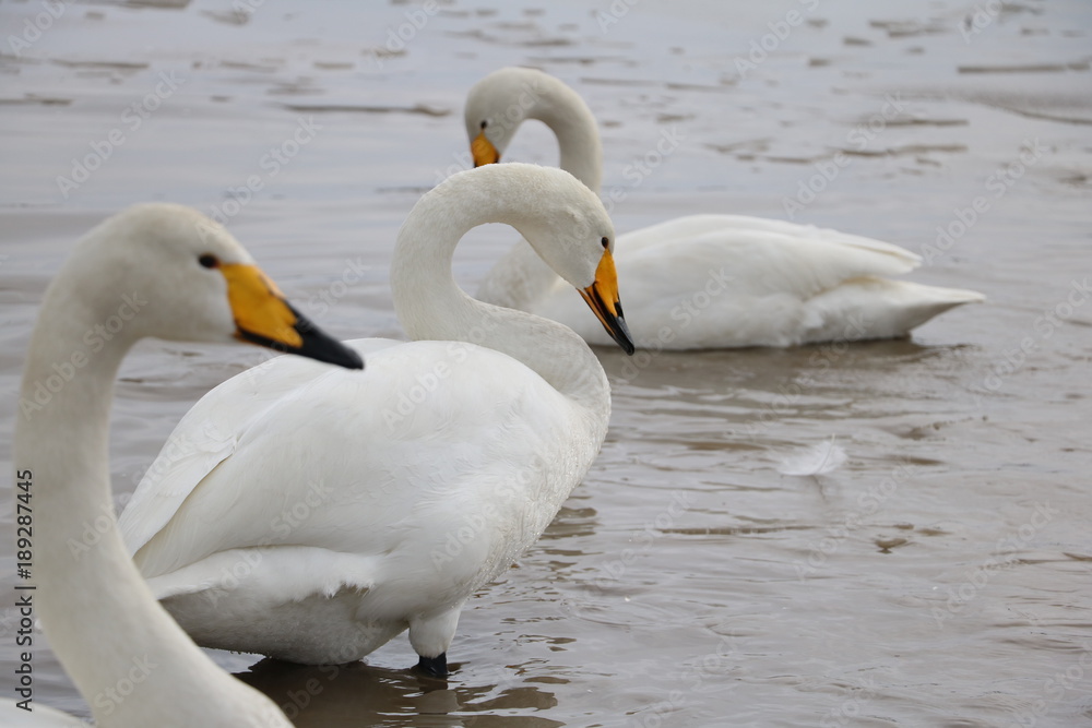 Obraz premium 白鳥