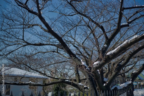 Wallpaper Mural 雪解け Torontodigital.ca