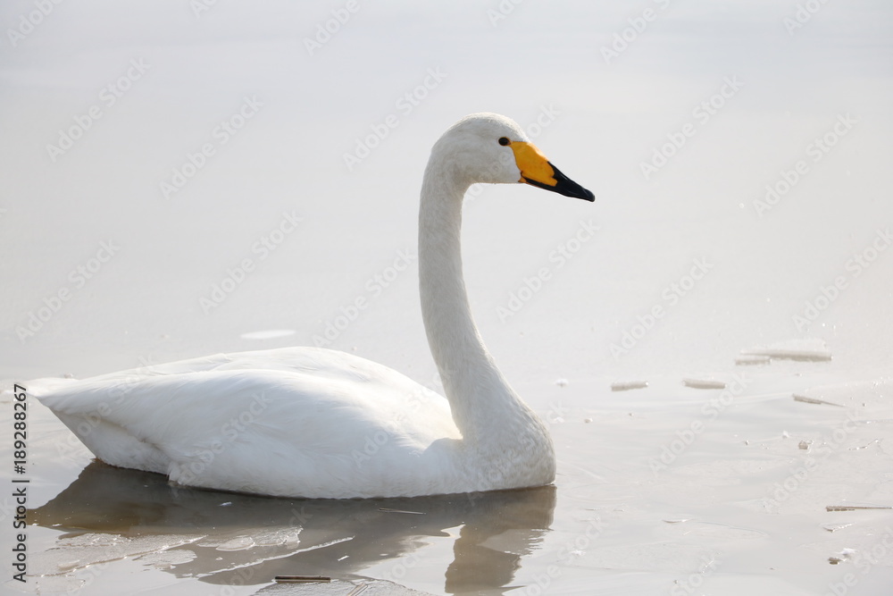 Obraz premium 白鳥