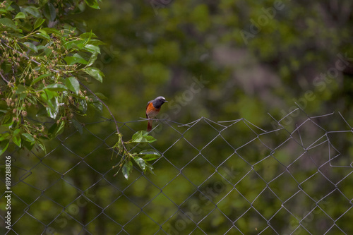 little early spring bird on the fence photo