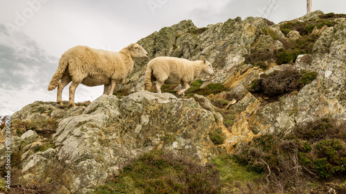 White sheep climbing a rock in Wales, near South Stack on the Isle of Anglesey, Wales, UK