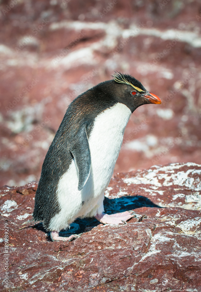 Naklejka premium Rockhopper penguin, Patagonia, Argentina