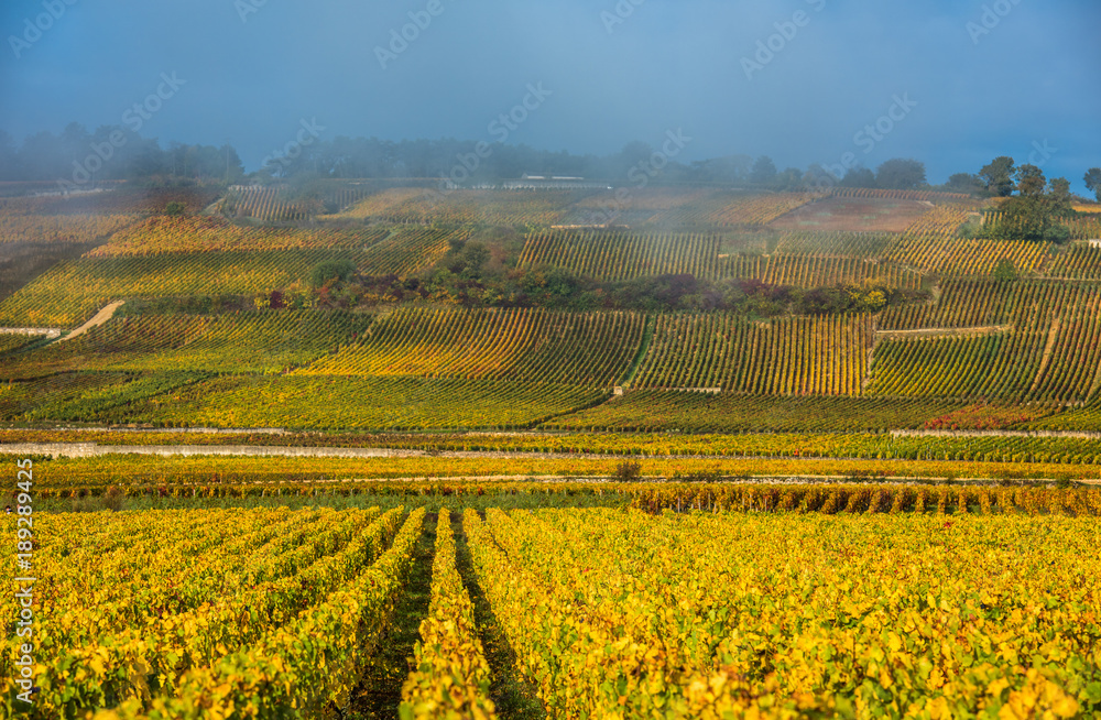 Vineyards in the foggy autumn morning, Burgundy, France
