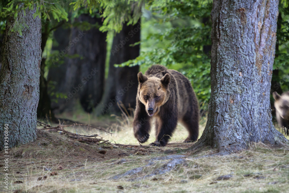 Big bear outcoming from the forest in Romania, Lake St Ana. Big bear outcoming from the forest in Romania, Lake St Ana.