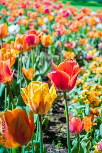 Red and yellow tulips