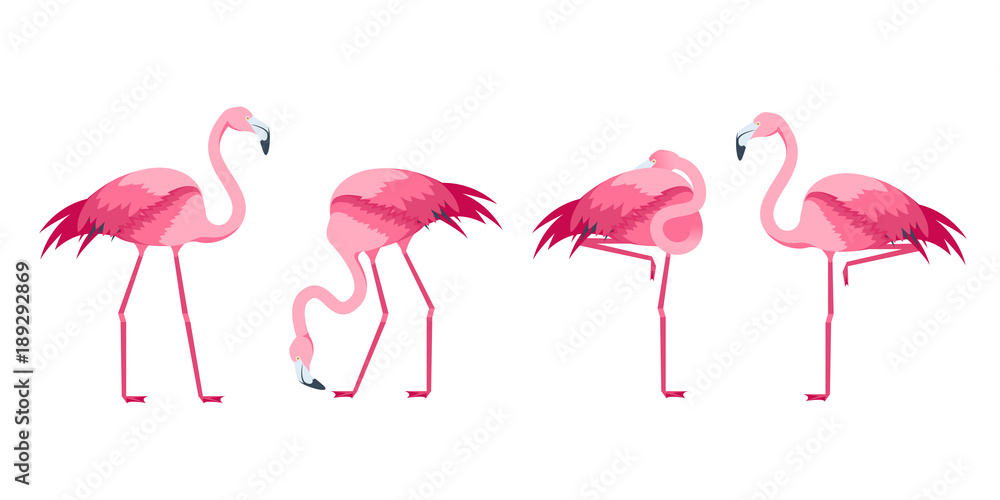 Fototapeta premium Cartoon Pink Flamingo Bird Set. Vector