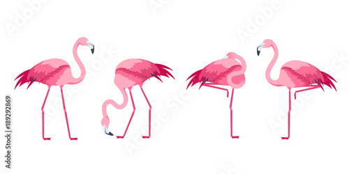 Cartoon Pink Flamingo Bird Set. Vector