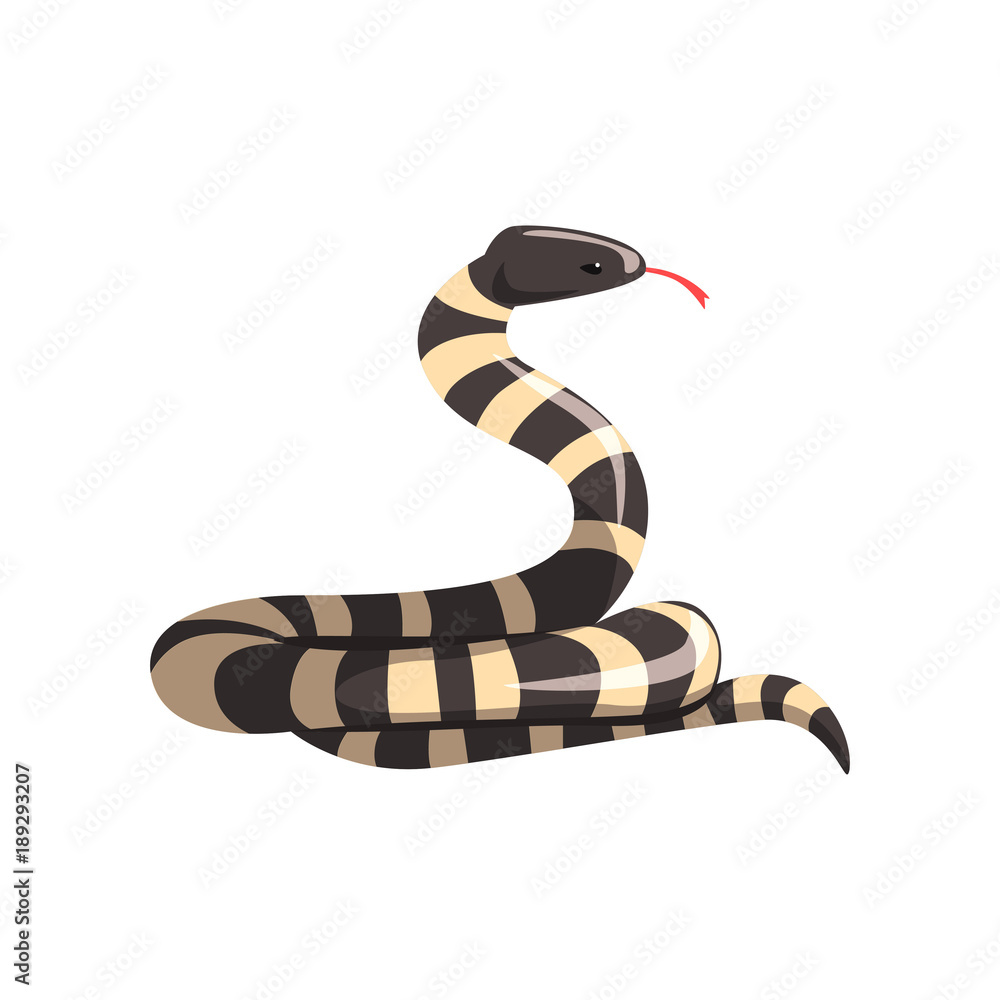 Naklejka premium California king snake with black and white bands. Cartoon large reptile with tongue out. Colorful wild serpent. Non-venomous creature. Flat vector design
