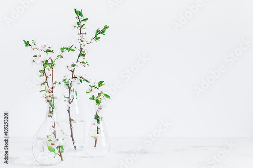 Flowers composition. Apple tree flowers in vase. Front view, copy space