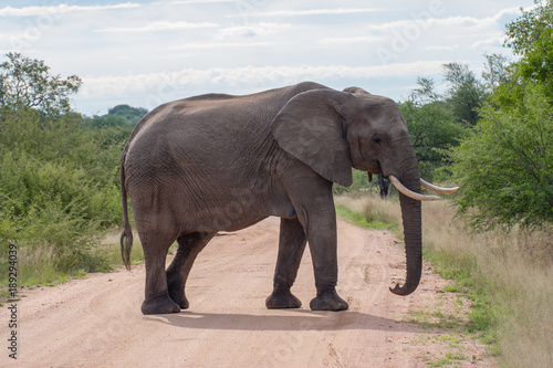 Kruger National Park  Mpumalanga  South Africa