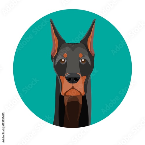 Snout of noble doberman with dark smooth fur