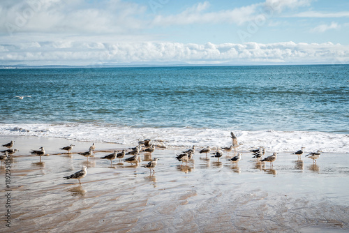 seagulls on the beach © Maksim Shebeko