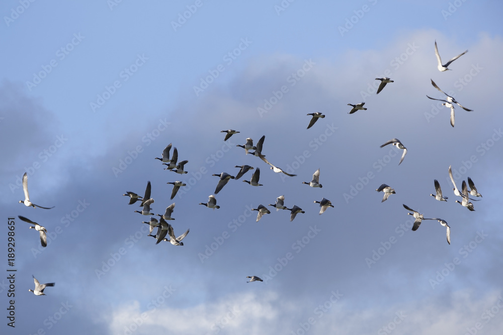 lot of geese fly in random formation against blue cloudy sky