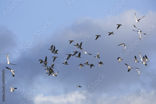 lot of geese fly in random formation against blue cloudy sky
