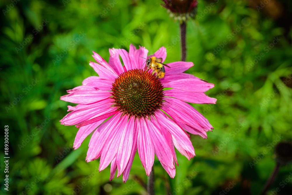 Purple coneflower (Echinacea purpurea) a popular plant for attracting the honey bee Purple coneflower (Echinacea purpurea) a popular plant for attracting the honey bee