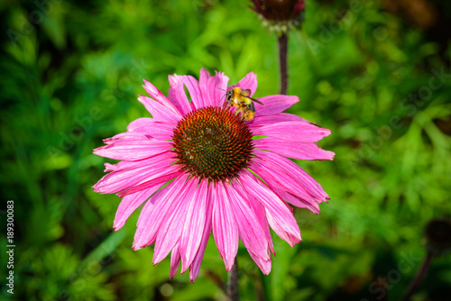 Purple coneflower  Echinacea purpurea  a popular plant for attracting the honey bee