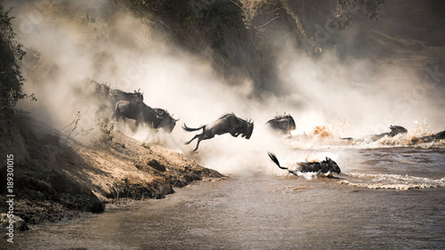 Wildebeest leap of faith into the Mara River photo