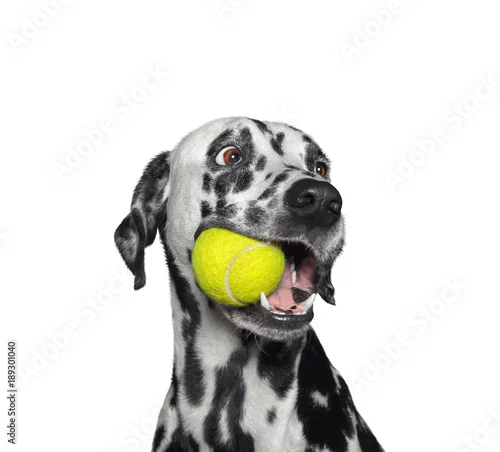 Obraz Śliczny dalmatyński pies trzyma piłkę w usta. Pojedynczo na białym