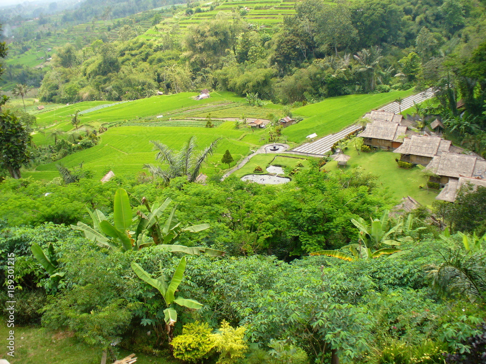 Beautiful rice fields in Bali, view of the rice field, green rice field, color of nature in Bali, beautiful landscape