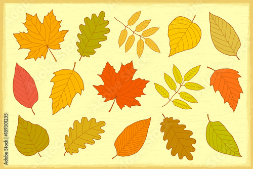 set of hand drawn autumn leaves