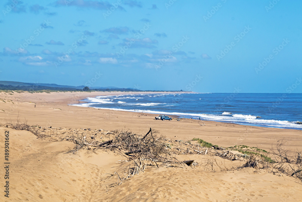 Coastal Landscape of Dunes and Driftwood and Blue Sky