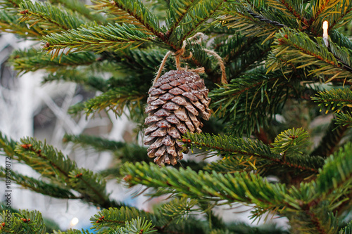 Fir cone hanging using rope on the branch outdoors