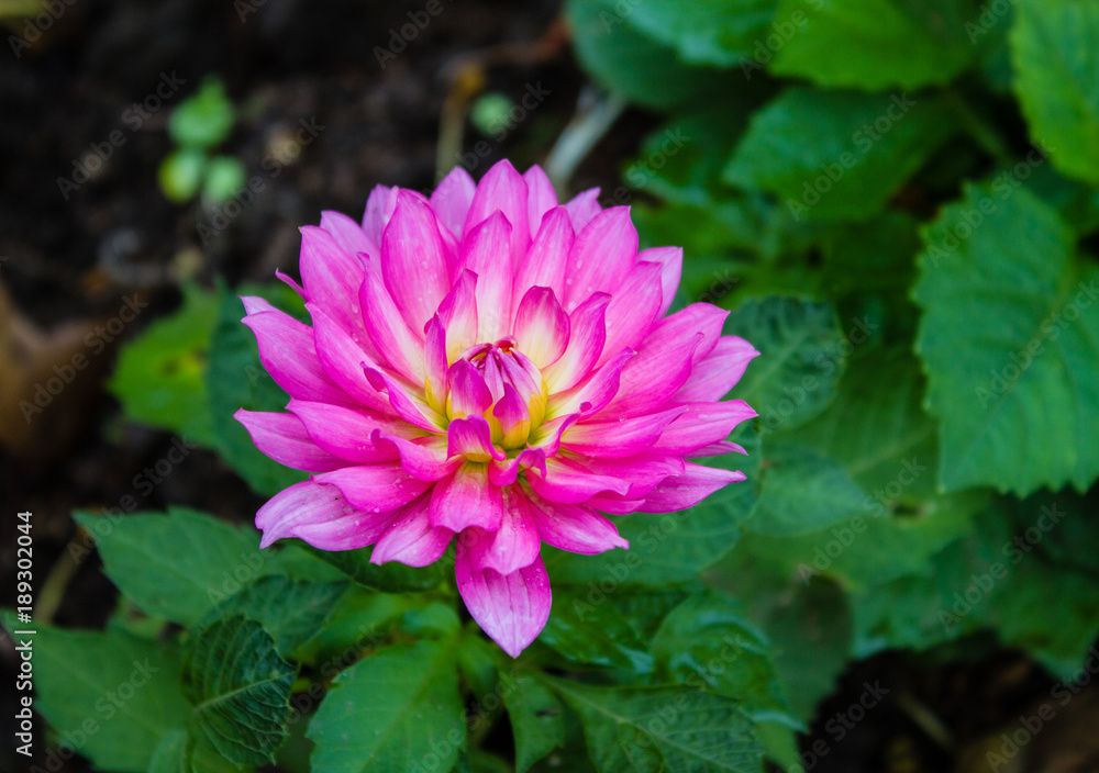 The closeup of colorful flower and background of green leaves. The closeup of colorful flower and background of green leaves.