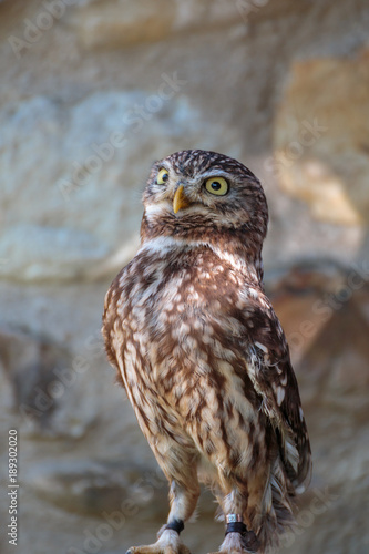 Portrait of Little Burrowing Owl with Brown Plumage and Yellow Eyes