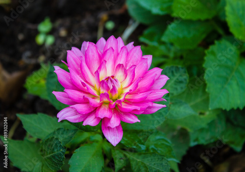 The closeup of colorful flower and background of green leaves.