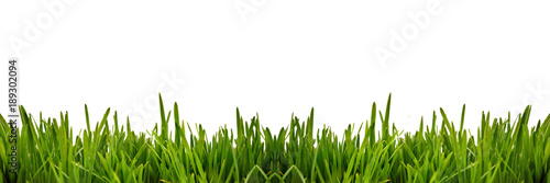 Fresh green grass as border on the lower side of the horizontal frame in a seamless empty white background