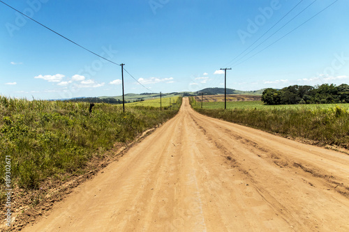 Dirt Road Leading Through Green Sugar Cane Plantations