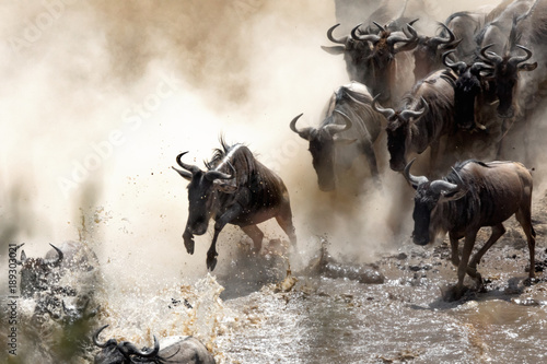 Wildebeest crossing the Mara River photo