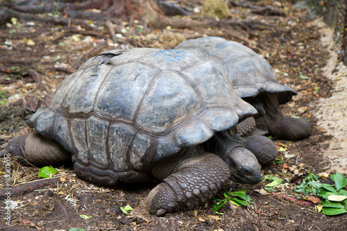 turtles of prison island in zanzibar