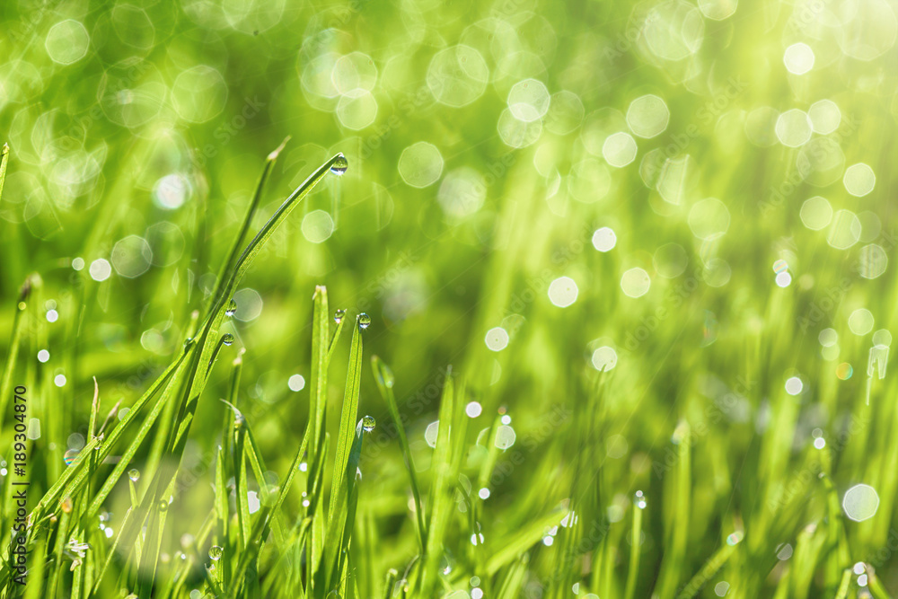 Obraz premium a backgrounds green grass