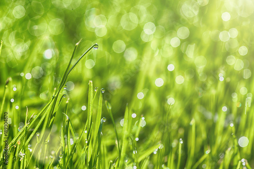 a backgrounds green grass