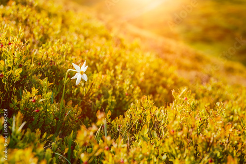 Fototapeta Naklejka Na Ścianę i Meble -  Single white flower of wild narcissus among blueberry bushes on the sunny mountain slope, natural seasonal travel outdoor background