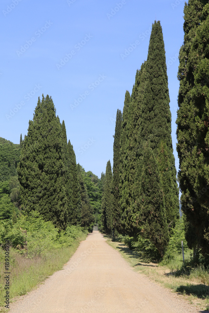 Säulen-Zypressen Allee mit Weg, Toskana, Italien, Europa