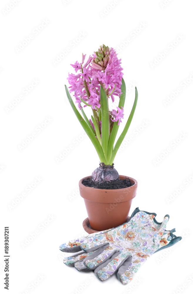 pink hyacinth and gardening gloves  isolated on white background