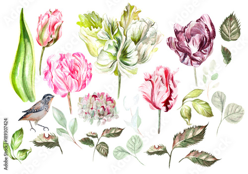 Beautiful watercolor set with tulip, hudrangea  flowers, leaves and bird.