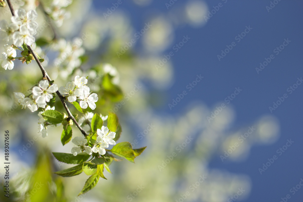 Branch of a blooming cherry with blue sky in the background Branch of a blooming cherry with blue sky in the background