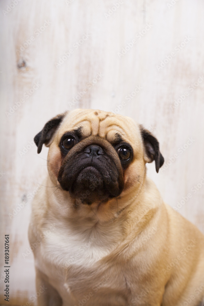 Portrait of a pug dog