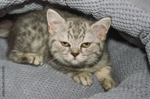 a small kitten in a pet store © Nemo67