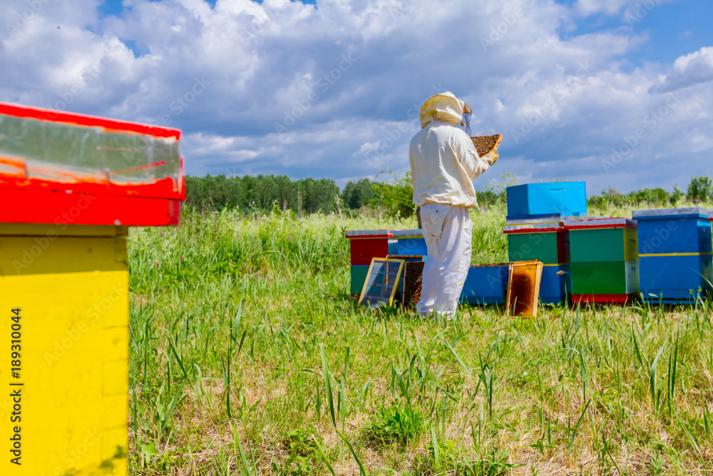 Apiarist, beekeeper is holding honeycomb with bees Apiarist, beekeeper is holding honeycomb with bees